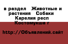  в раздел : Животные и растения » Собаки . Карелия респ.,Костомукша г.